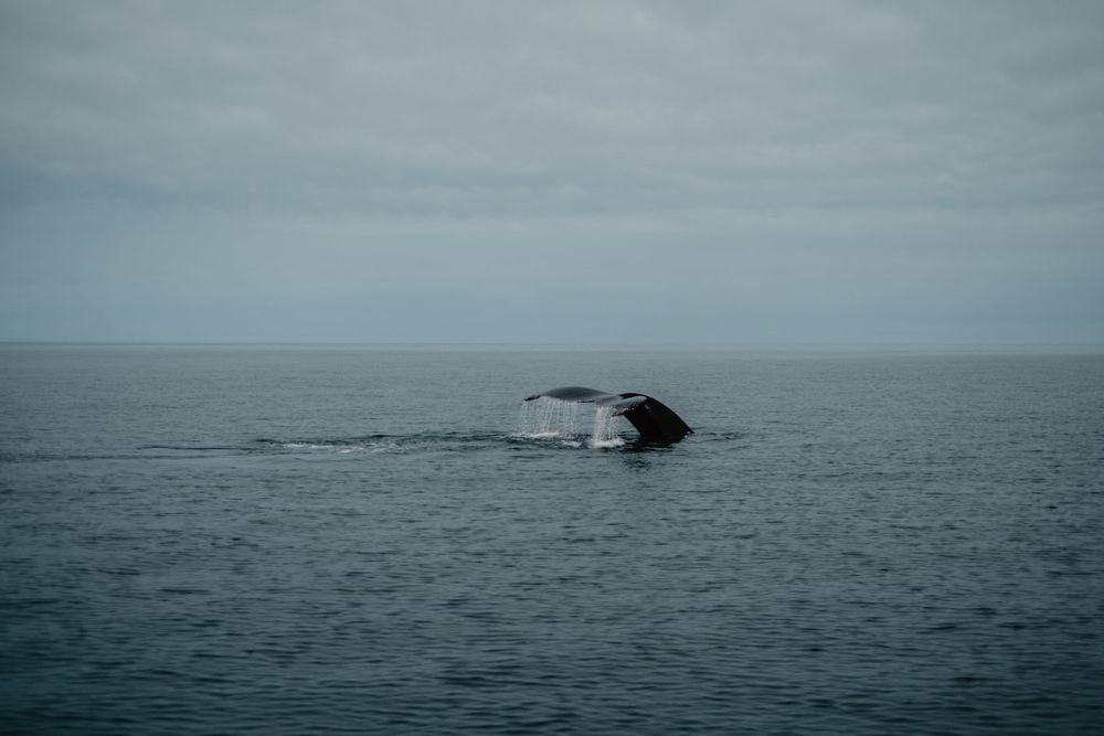 A humpback whale while Brier Island Whale Watching.