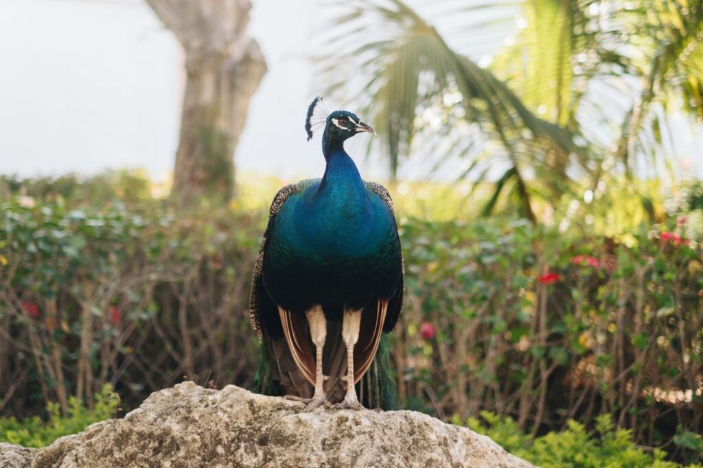 Peacock in Punta Cana, Dominican Republic