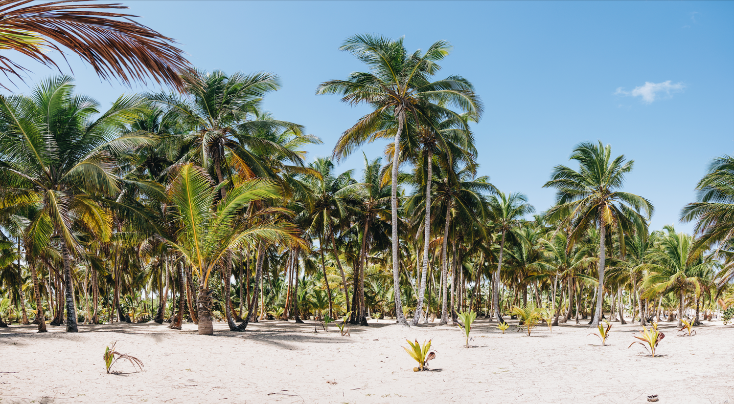 The beach with palm trees in Dominican Republic.