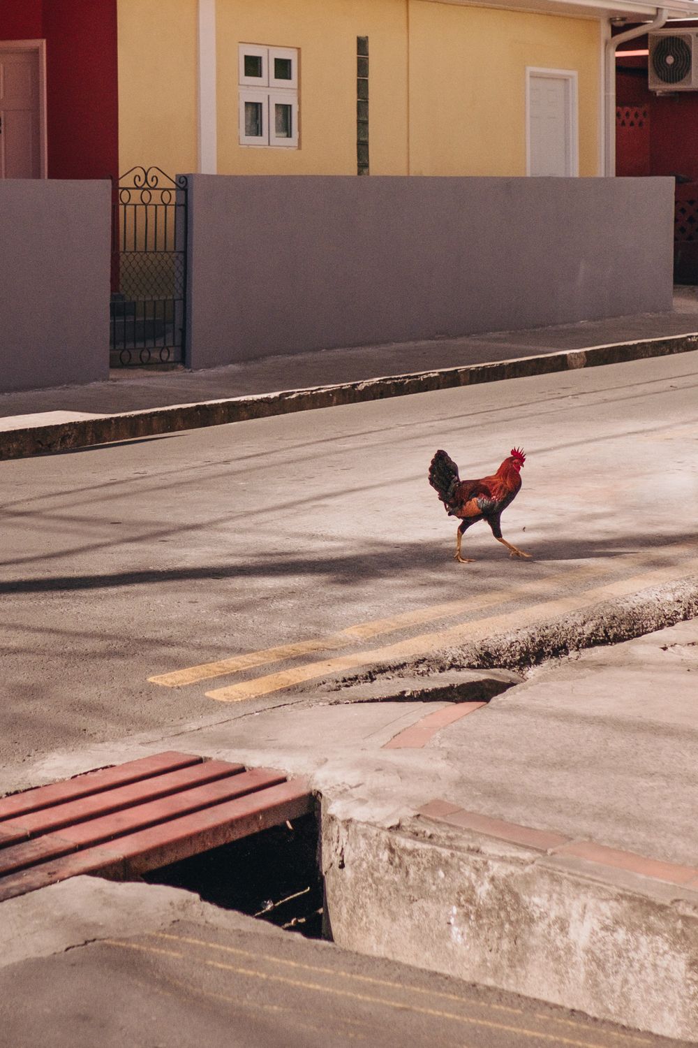 Chicken crossing the road in Saint Lucia.