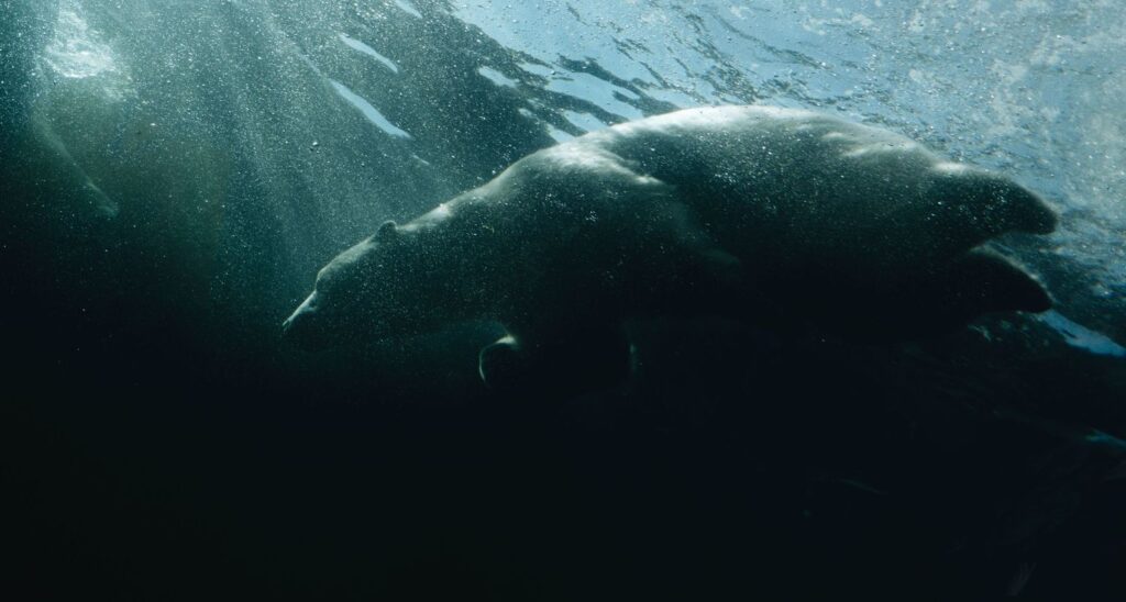 Polar bears in Winnipeg, MB